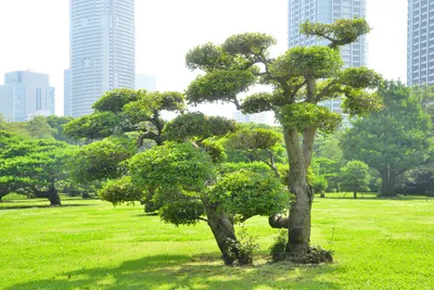 DSC_3385 (Large).JPG